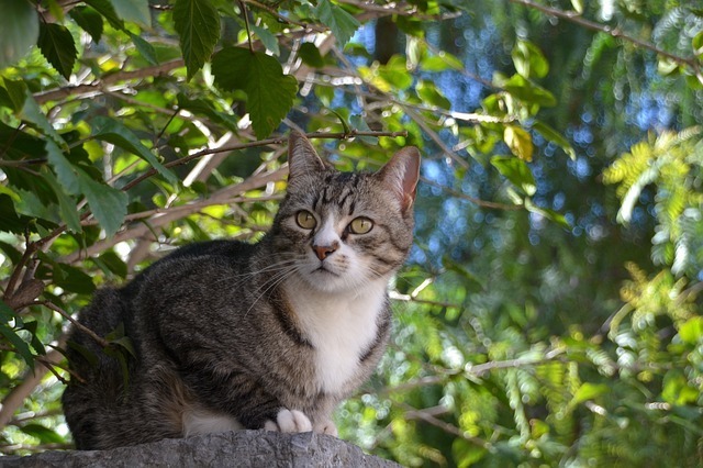 外にいる猫