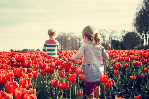 季節の花畑が溢れる国営滝野すずらん丘陵公園!美しいチューリップで癒される!のイメージ