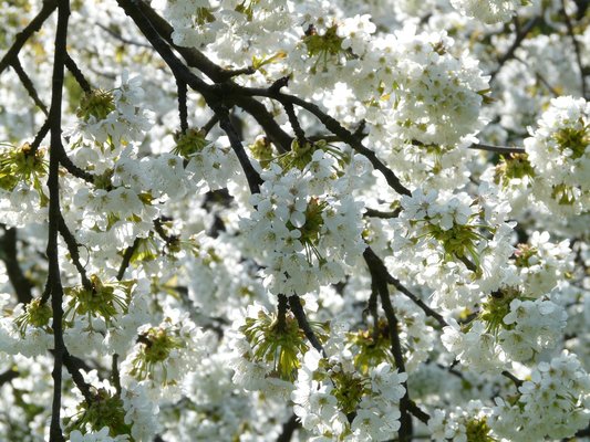 5月の札幌観光のおすすめは?桜の名所や観光&グルメ情報!気温や服装は?のイメージ