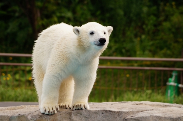 札幌の動物園&水族館3選!子供やカップルにもおすすめスポット!のイメージ