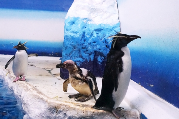 札幌のサンピアザ水族館!カワウソと握手できる?人気イベントまとめ!のイメージ