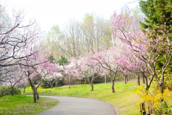 「ひらおか梅まつり」が有名な平岡公園!梅林の開花時期は?広場や遊歩道も!のイメージ