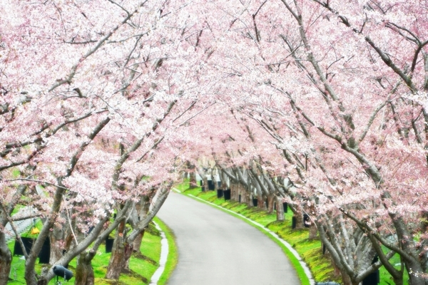 札幌2020年の桜の開花予想は?過去の開花情報から分析!GWが狙い目?のイメージ