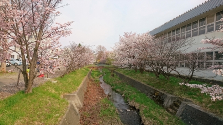 寒地土木研究所は穴場の花見名所!千島桜並木のライトアップはまさに絶景!のイメージ