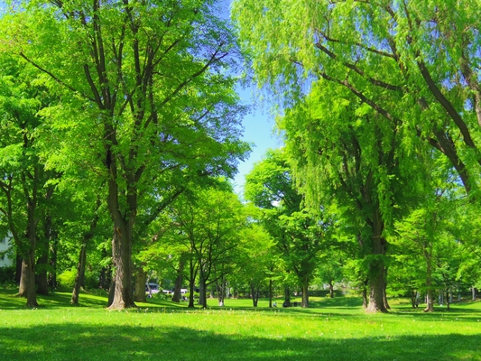 ガーデン好きは北海道大学植物園へ!紅葉や季節の花など4000種類の植物鑑賞!のイメージ