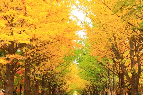北海道大学イチョウ並木の紅葉は必見!金葉祭のライトアップや見頃の時期は?のイメージ