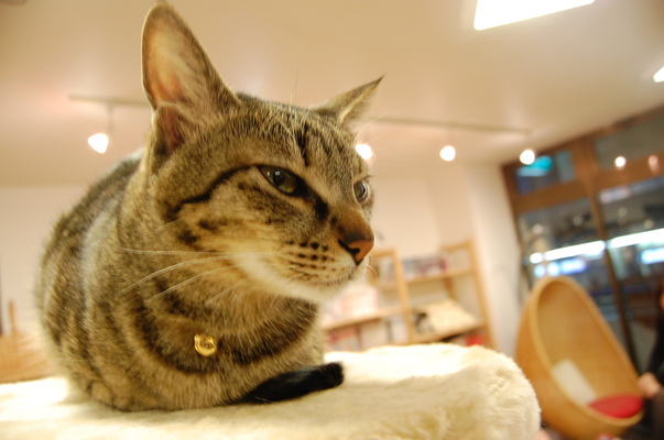 癒される!札幌の猫カフェ人気店11選!イベントや料金&メニューを解説!のイメージ