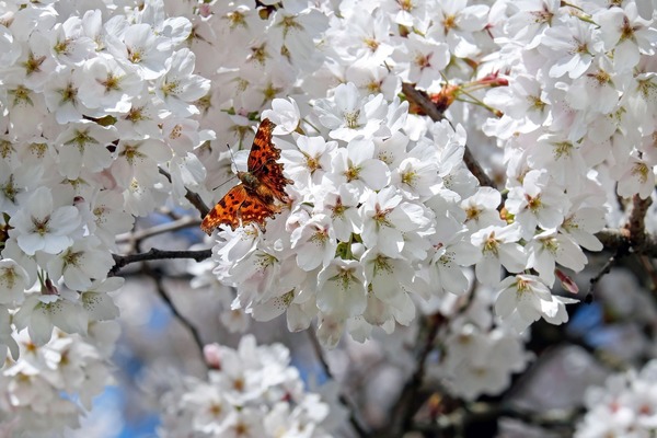 桜の名所「五稜郭公園」!開花情報やライトアップを解説!駐車場は? のイメージ