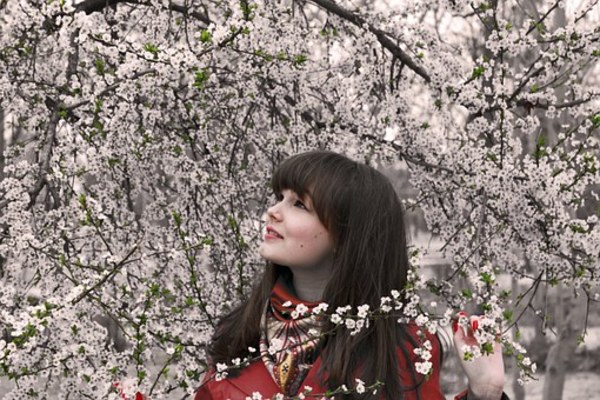 【函館】桜ヶ丘通りの桜並木は絶景!住宅街を包む桜のトンネルは圧巻!のイメージ