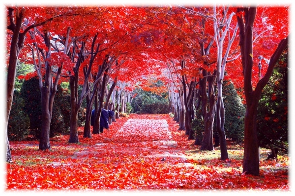 平岡樹芸センターの紅葉は絶景!真っ赤なもみじのトンネル!見頃の時期は?のイメージ