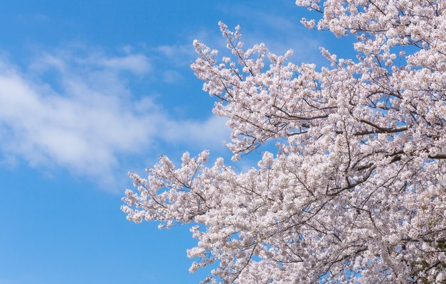 函館のおすすめ桜&花見スポット14選!開花や見頃の時期も徹底解説!のイメージ