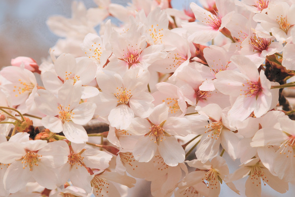小樽「手宮公園」の桜情報!開花情報や見頃の時期は?駐車場も解説!のイメージ