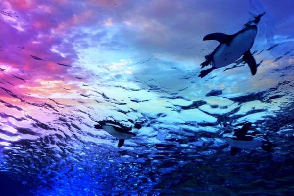 「おたる水族館」でトドやペンギンを見学!お土産や割引方法も解説!のイメージ