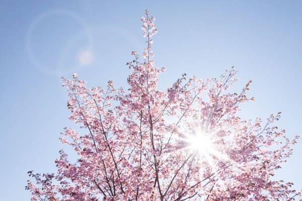 小樽のお花見スポット特集!桜の名所から穴場まで紹介!見頃の時期は?のイメージ