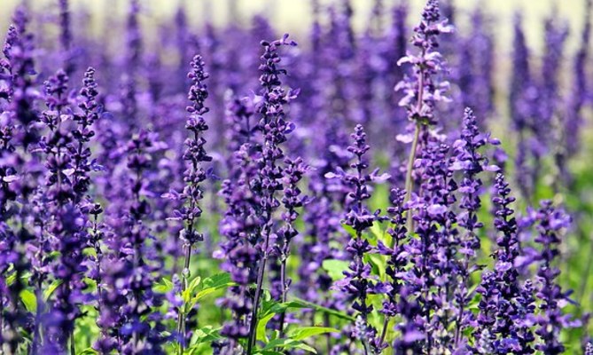 夏の旭川を満喫するスポット8選!澄んだ空気に恵まれた自然を体感!のイメージ