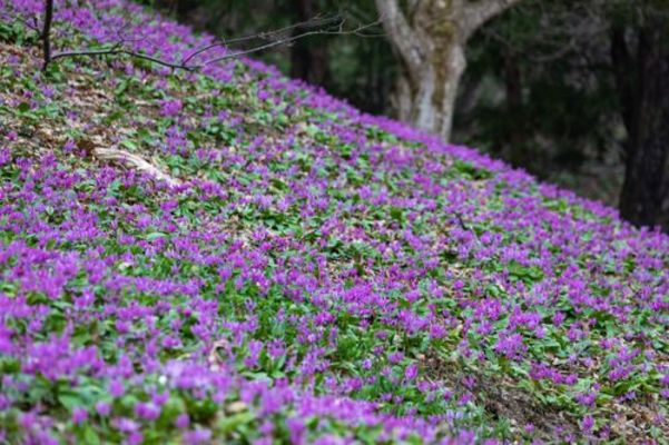 男山自然公園でカタクリ&エゾエンゴサク鑑賞!おすすめの開花時期は?のイメージ