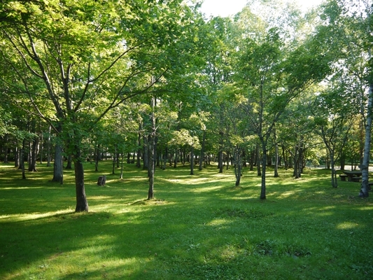 旭川「神楽岡公園」で自然を体感!桜やBBQ・キャンプ村情報まとめ!のイメージ