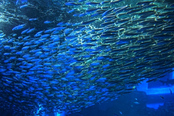 グルメに水族館に!千歳の道の駅「サーモンパーク」を満喫する方法を紹介!のイメージ