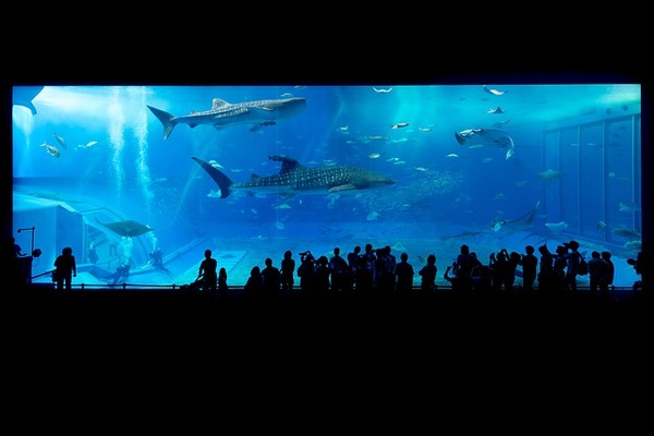 「市立室蘭水族館」で癒される!ペンギンなど人気の動物や営業時間を解説!のイメージ