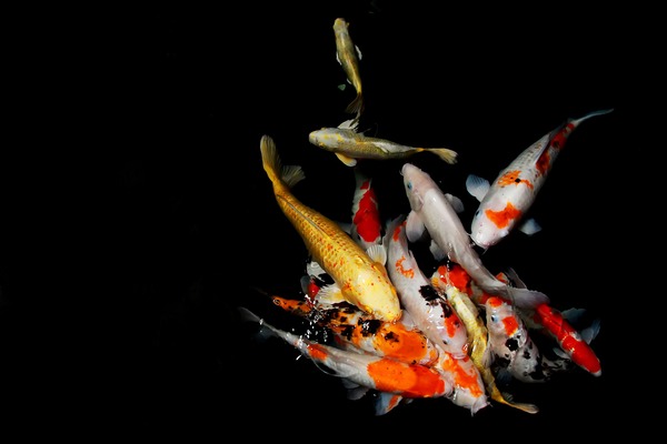 【決定版】石狩の釣り情報特集!外さない釣り場ポイントや魚の種類を解説!のイメージ