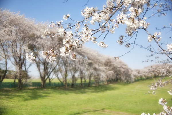 帯広「緑ヶ丘公園」の桜が絶景!ギネス記録のベンチや巨大遊具を紹介!のイメージ