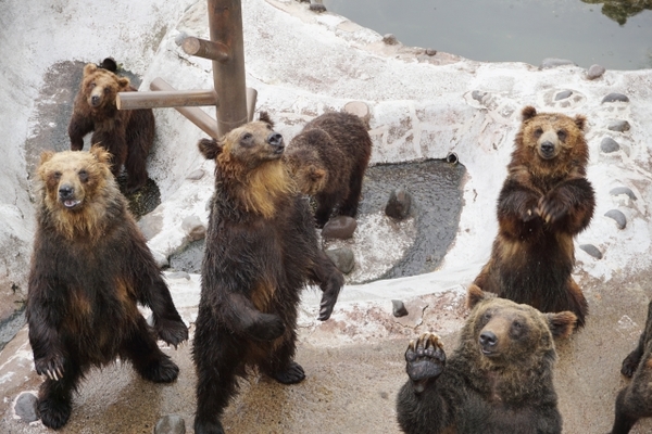 登別といえば「のぼりべつクマ牧場」!迫力満点のクマ観察や餌やり体験!のイメージ