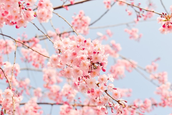 帯広&十勝周辺のお花見スポット特集!絶景の桜の名所から穴場まで紹介!のイメージ