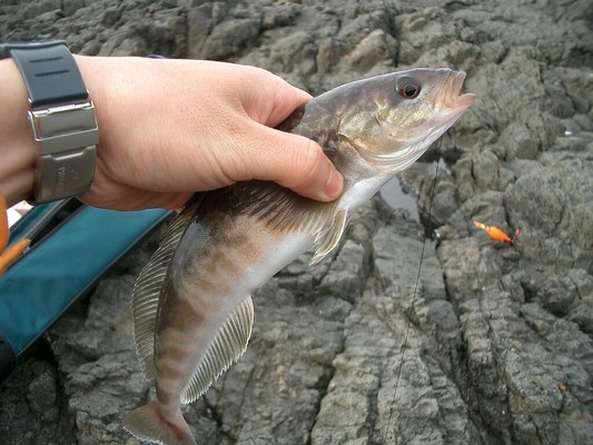 苫小牧の釣り情報特集!おすすめポイントや魚の種類&時期を徹底解説!のイメージ