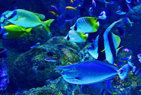 「釧之助本店」の楽しみ方を解説!釧路初の水族館や絶品海鮮グルメが満載!のイメージ