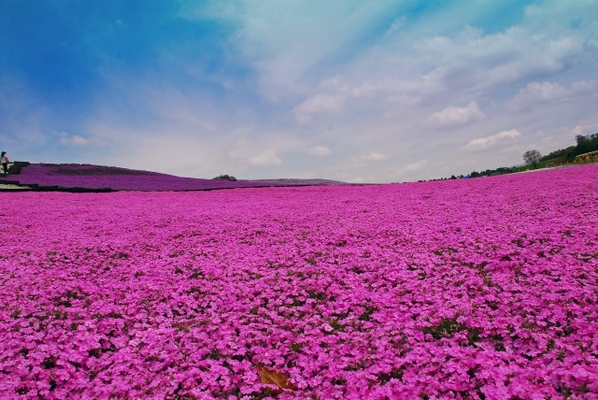 「ひがしもこと芝桜公園」はピンクに染まる絶景!見頃の時期や入園料は?のイメージ