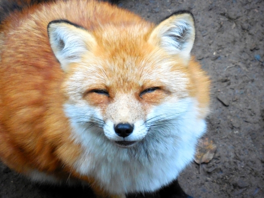 北見「北きつね牧場」の魅力を紹介!放飼のキタキツネや可愛いお土産も!のイメージ