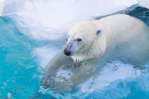 北海道の動物園・動物スポットランキングTOP20!有名な人気施設は?のイメージ