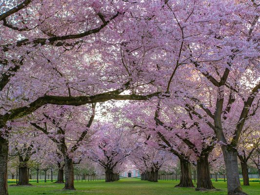 北海道の桜の名所20選!王道花見スポットや例年の開花&見頃の時期は?のイメージ