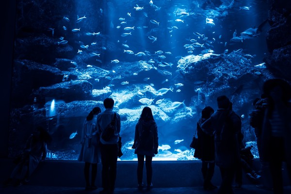 北海道の水族館一覧ランキングBEST12!観光におすすめの魅力とは?!のイメージ