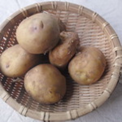 北海道のじゃがいも品種一覧を紹介!産地や収穫時期・味の特徴まで解説!のイメージ