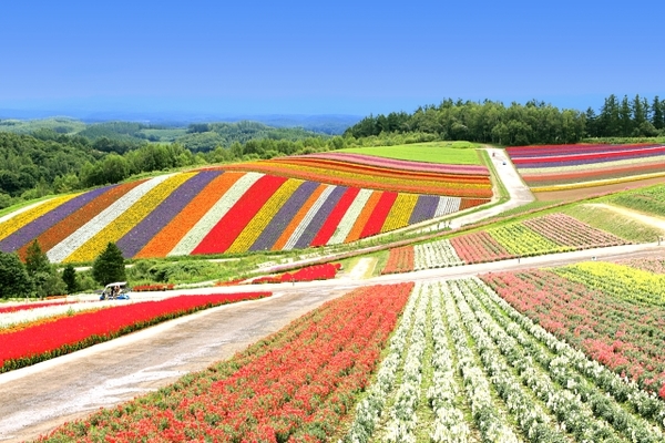北海道の花の絶景名所25選!広大な大地と美しい花畑で感動の体験を!のイメージ