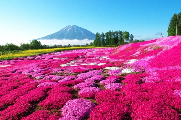 北海道の芝桜名所ランキングTOP12!見頃の時期や美しい絶景とは?のイメージ