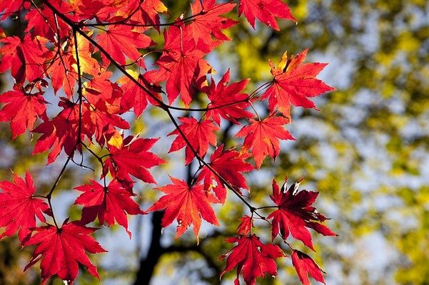 青森の紅葉名所ランキングTOP15!見頃の時期や穴場スポットまで解説!のイメージ
