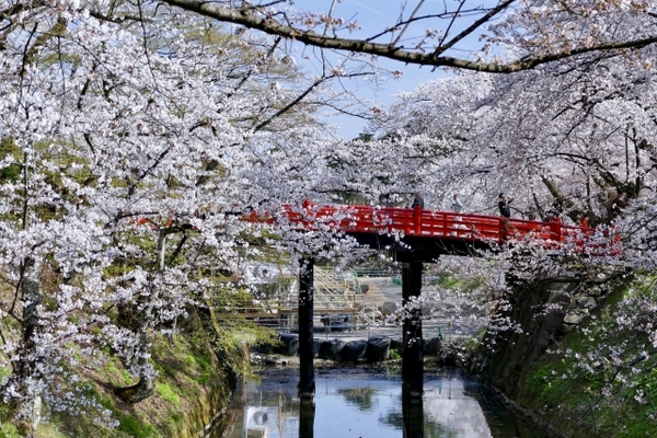 青森の桜の名所14選!お花見を満喫!開花時期やピークの見頃は?のイメージ
