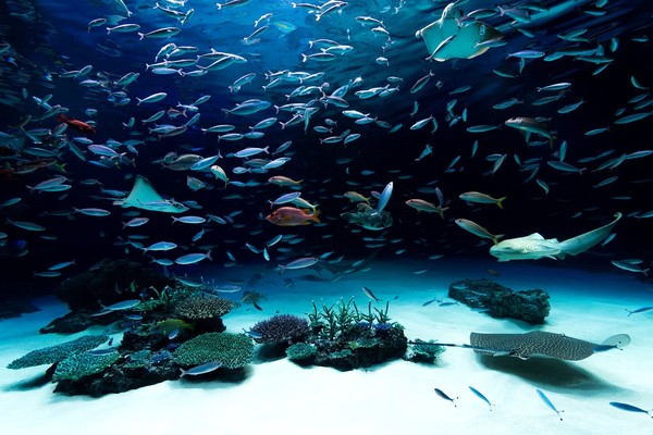「登別マリンパークニクス」は城の水族館?まるで異国?見所まとめ!のイメージ