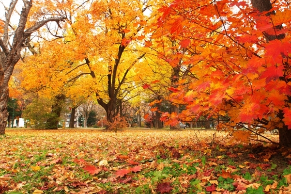 北海道の秋を満喫!10月だから行きたい観光スポット21選&旬のグルメ!のイメージ