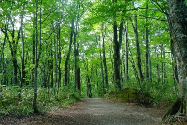 青森の世界遺産・白神山地の「十二湖」を観光!その神秘的な魅力とは?のイメージ