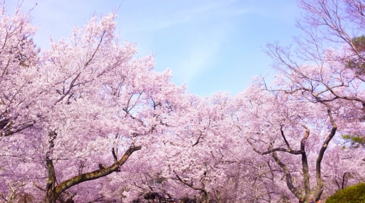 秋田の桜の名所18選!開花の時期や見頃のピークは?花見を満喫しよう!のイメージ