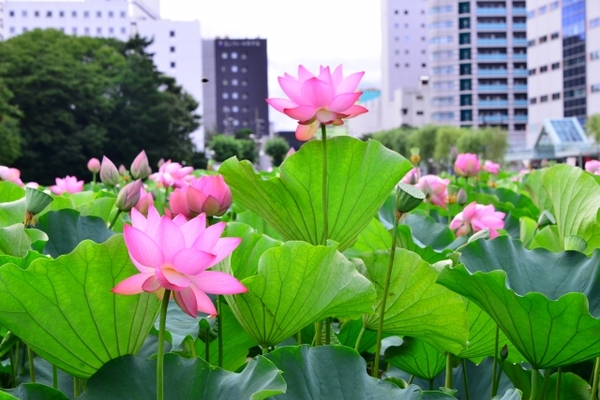「千秋公園」は自然と歴史の共存する観光名所!桜や紅葉・ハスの見頃は?のイメージ