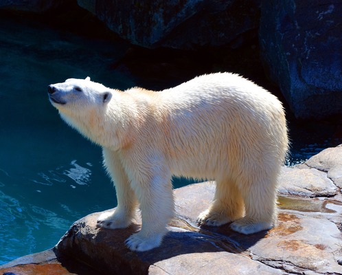 「男鹿水族館GAO」の魅力とは?アザラシなどの人気動物やお土産を紹介!のイメージ