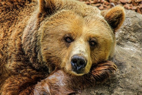 「くまくま園」は熊しかいない動物園!可愛い小熊やアクセス&料金は?のイメージ