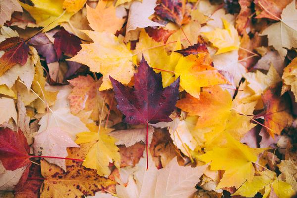 「奥入瀬渓流」の紅葉情報まとめ!見頃のベストシーズンや渋滞は?のイメージ