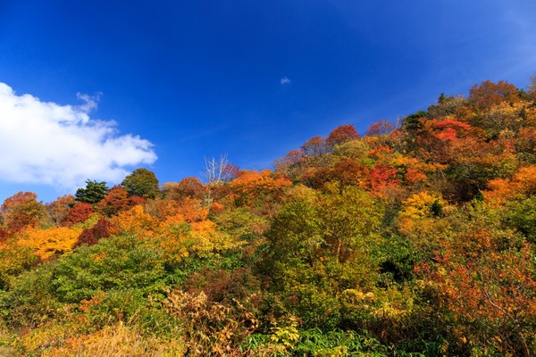 「栗駒山」の登山を完全ガイド!初心者向けコースや紅葉の絶景を紹介!のイメージ