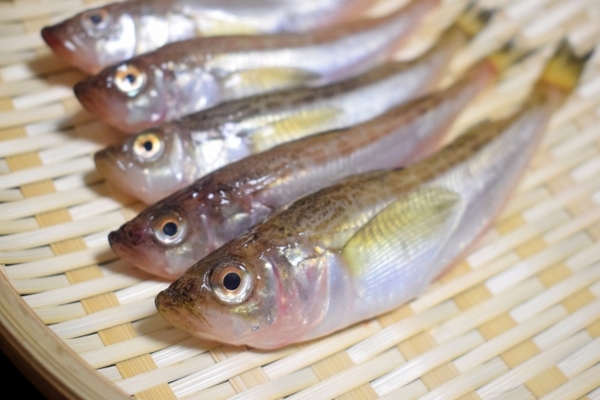 秋田名物「ハタハタ」ってどんな魚?旬の時期は?おすすめ料理&レシピも!のイメージ
