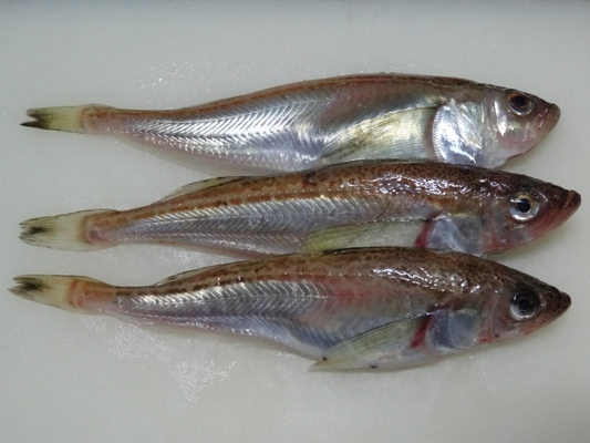 ハタハタ釣りを徹底ガイド!初心者でも安心の釣り方やポイントを紹介!のイメージ